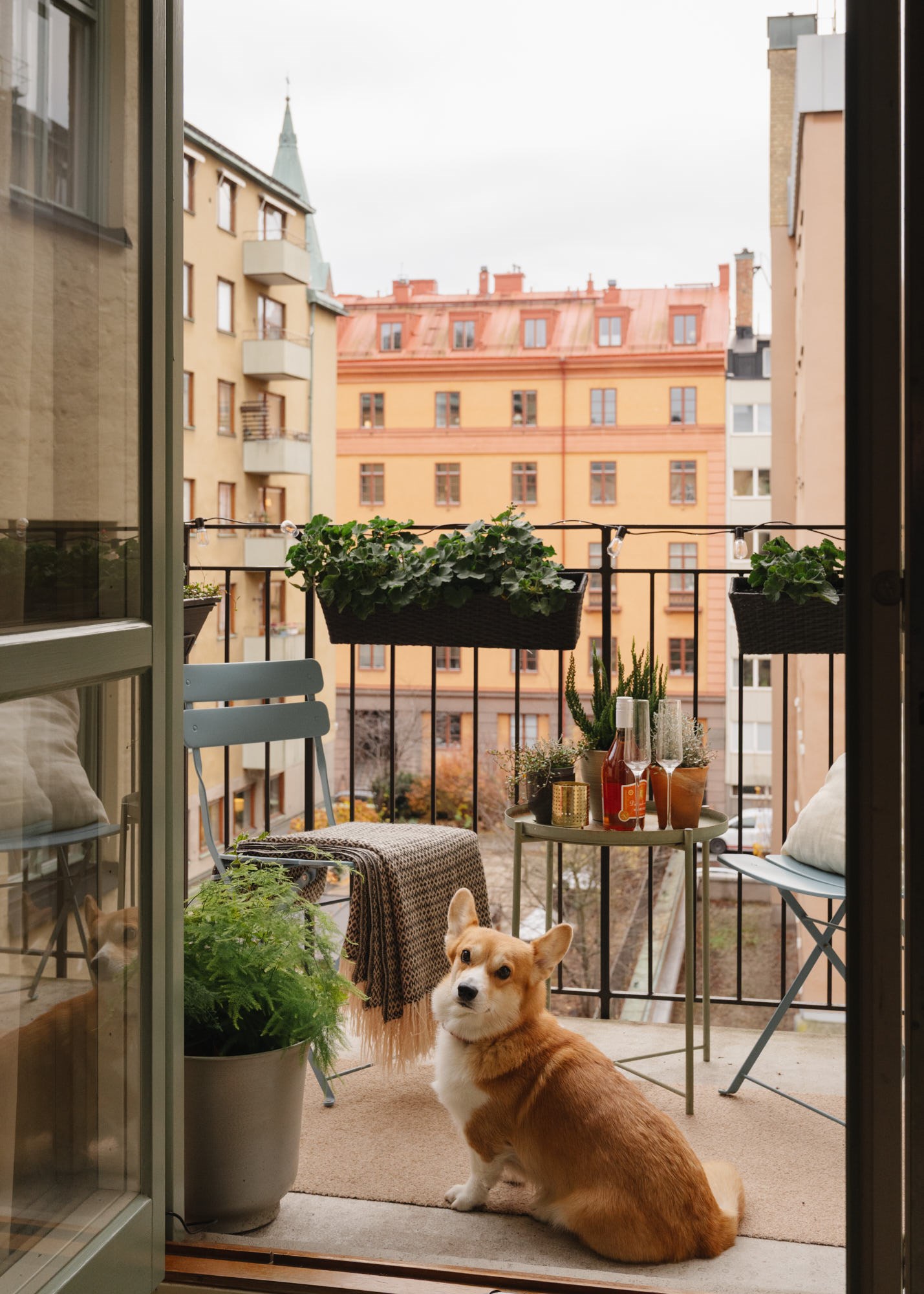 balcon aménagé sur cour avec chien Corgi balcon aménagé sur cour avec chien Corgi