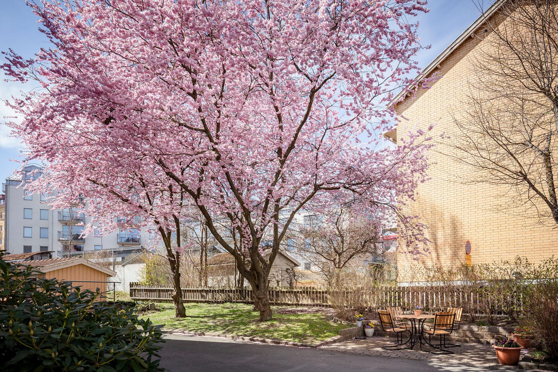 garden with prunus