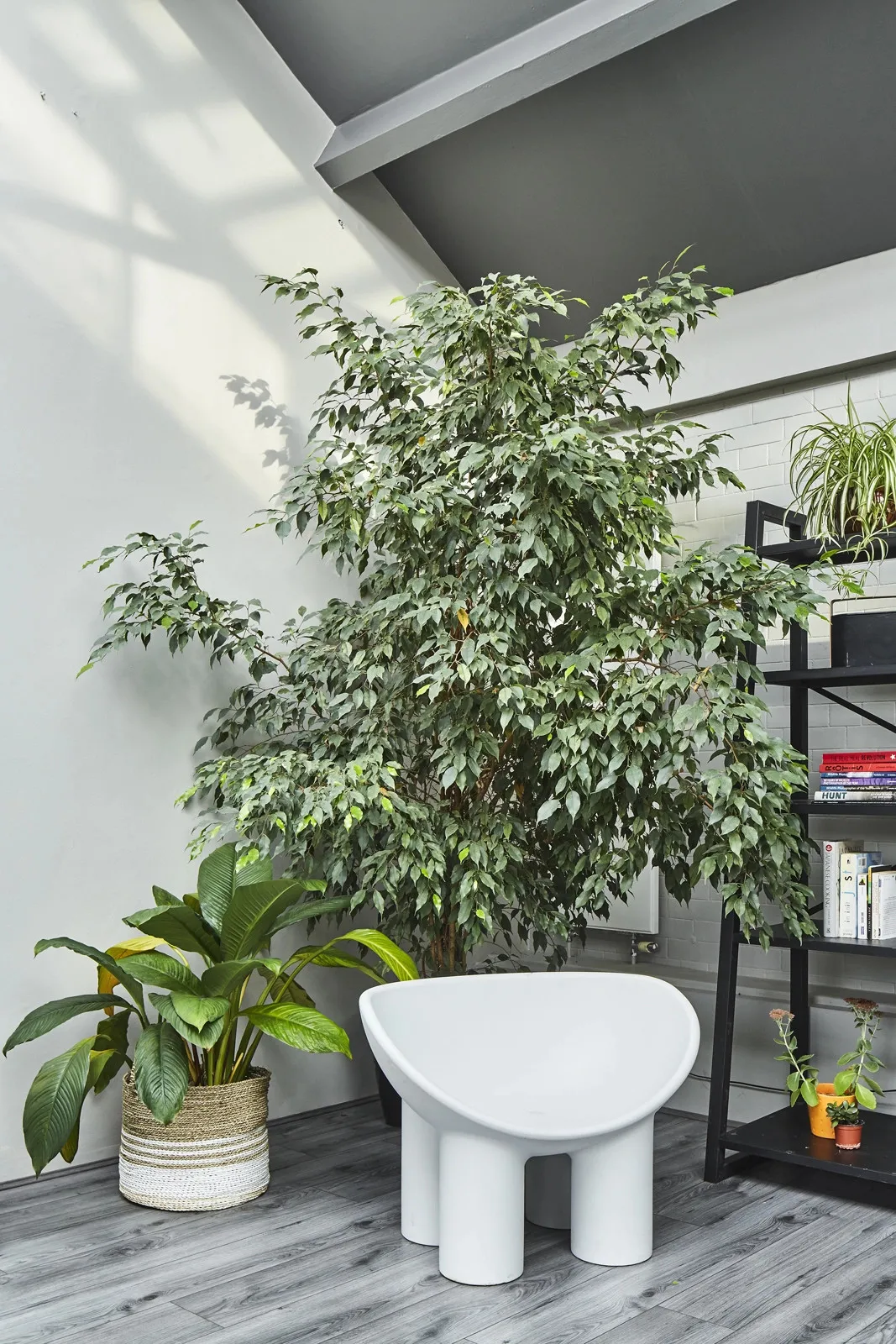 salon loft design avec plantes vertes