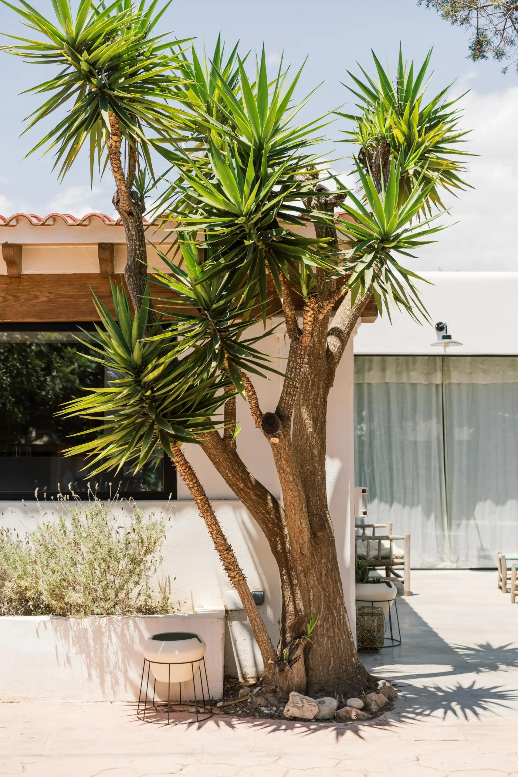 jardin maison à Ibiza jardin maison à Ibiza