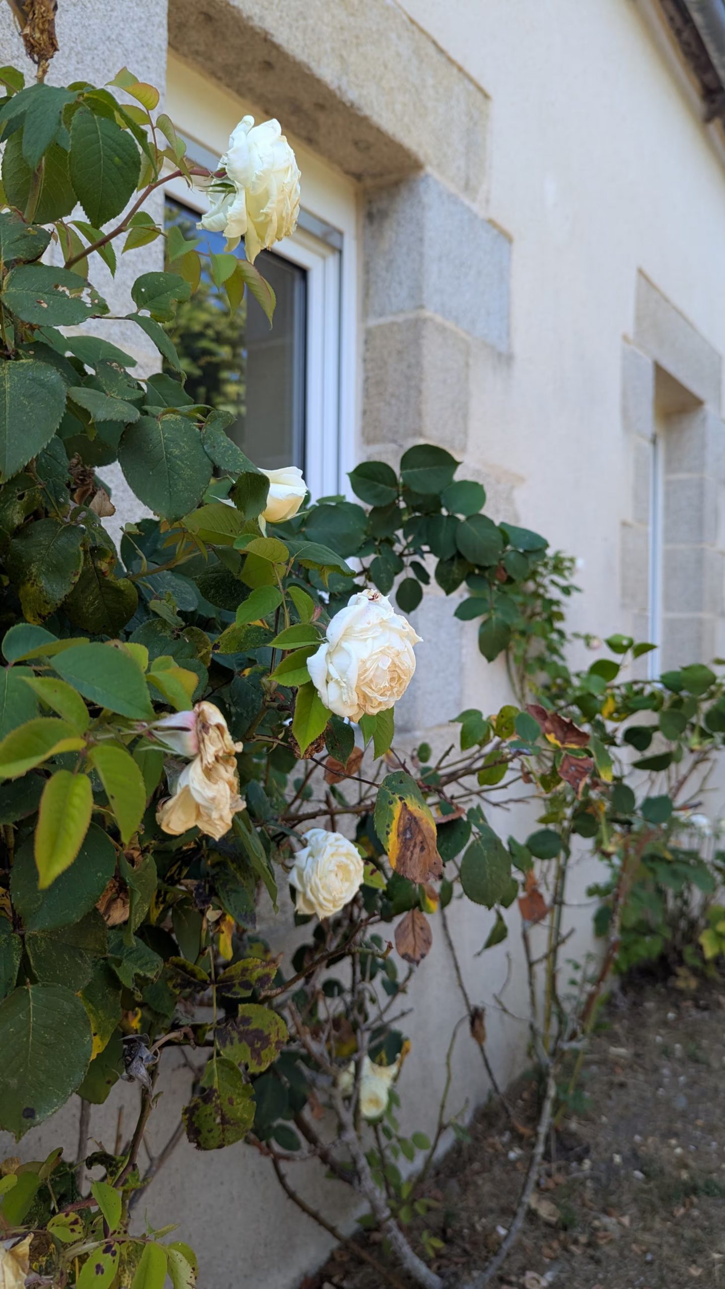 jardin maison près de la mer en Bretagne Ker Darwin Paimpol